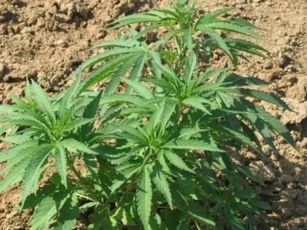 麻子，炒麻籽，麻湯飯及其他