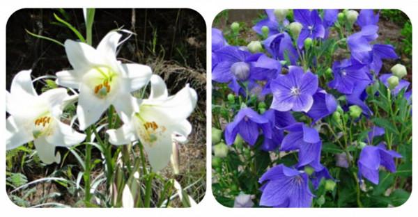 100種常見植物圖鑑,出門識花不再難,適合給小孩子做科普範文 100種常見植物圖鑑,出門識花不再難,適合給小孩子做科普範文