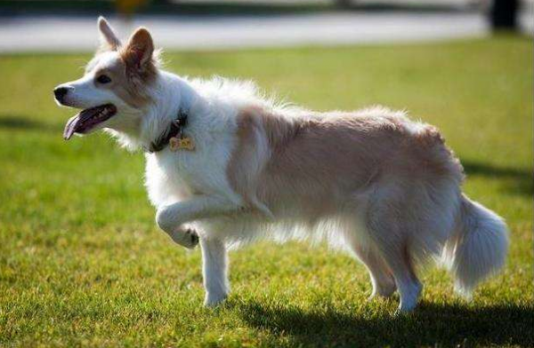 &OpenCurlyDoubleQuote;老年邊牧犬&rdquo;跟你告別的方式，希望鏟屎官能珍惜它