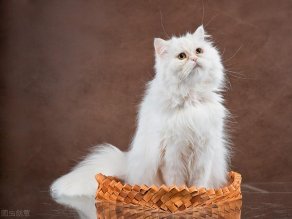 這幾種貓就是“白眼狼”,別指望它報恩,不報仇都不錯了 這幾種貓就是“白眼狼”,別指望它報恩,不報仇都不錯了