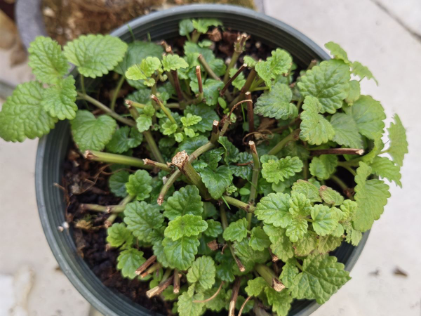 廚房還能養花，這5种放在廚房裡，香味飄滿屋