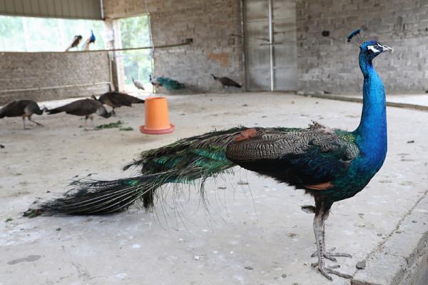 15個你不知道的世界地理冷知識，韓國人平均每年吃多少公斤泡菜？