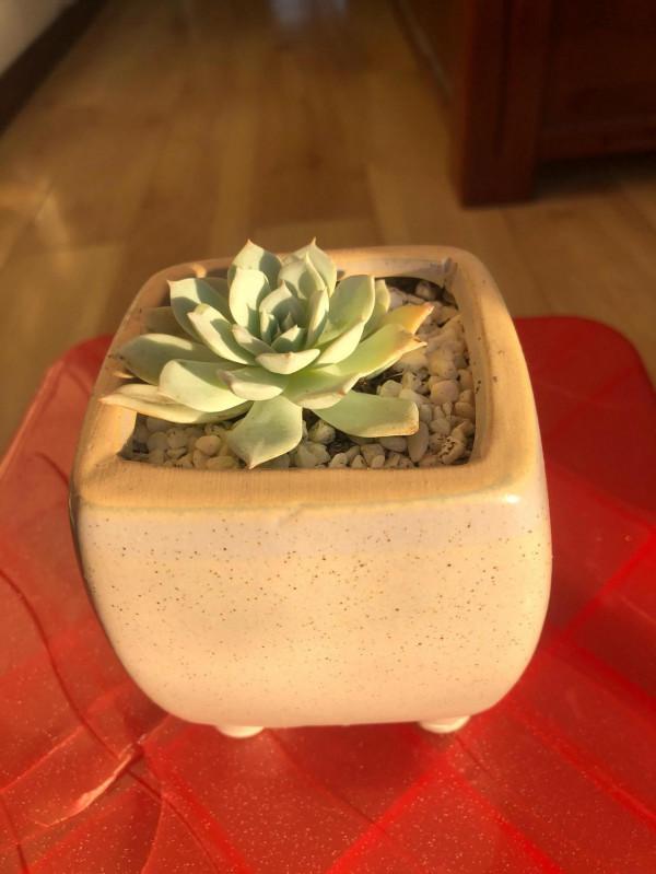 肉肉小白的苦惱