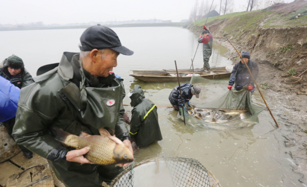 水蛭在澳洲氾濫成災!為何我國稱它為“軟黃金”,價格居高不下? 水蛭在澳洲氾濫成災!為何我國稱它為“軟黃金”,價格居高不下?