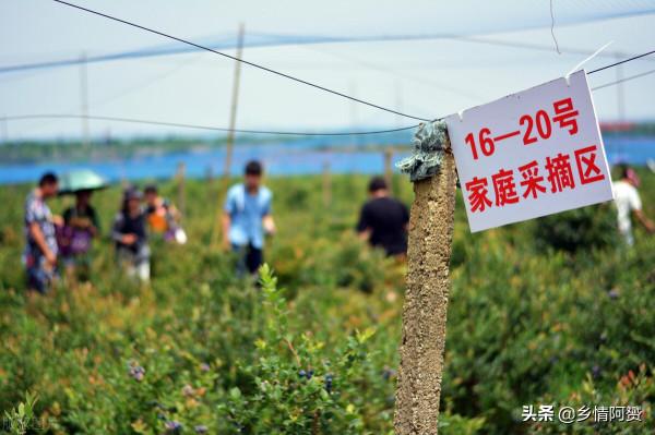 紅極一時的農村“採摘樂”,為何逐漸被大眾冷落 紅極一時的農村“採摘樂”,為何逐漸被大眾冷落