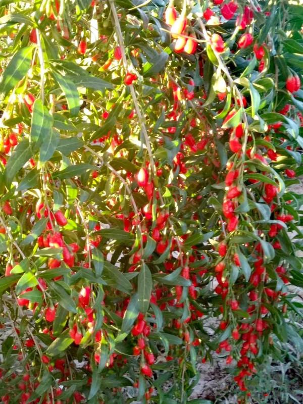 大美新疆自駕遊——從若羌到格爾木,依依不捨離開新疆 大美新疆自駕遊——從若羌到格爾木,依依不捨離開新疆