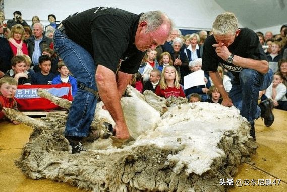 綿羊拒絕剪毛失蹤六年，找到後主人現場直播剪毛
