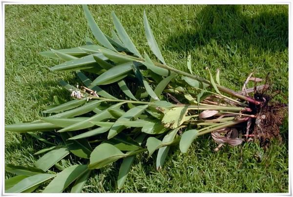 可用於香料的植物毛瓣山姜 可用於香料的植物毛瓣山姜