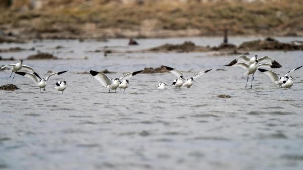 “海底撈”的高手-反嘴鷸 “海底撈”的高手-反嘴鷸