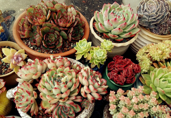 多肉側芽少怎麼辦?試試這3種方法,操作簡單,爆頭效果好 多肉側芽少怎麼辦?試試這3種方法,操作簡單,爆頭效果好