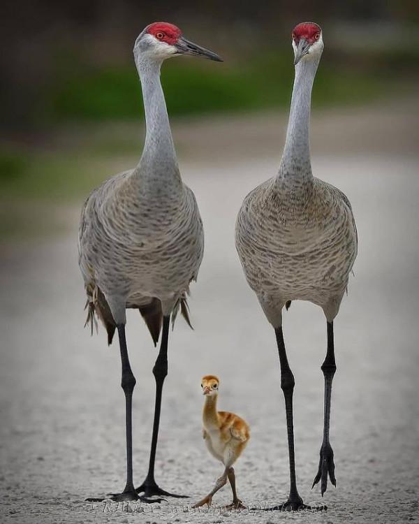 自然界的動物們，很有趣的照片