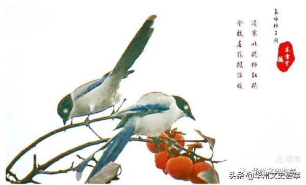 華州李坡一景：鳥啄柿子
