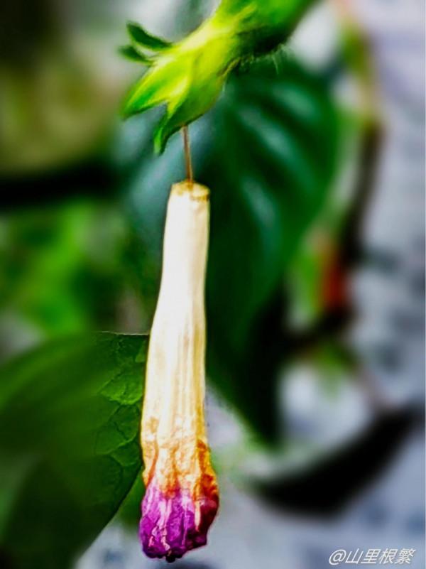 相愛容易相守難——《詩經》中的愛情和婚姻 相愛容易相守難——《詩經》中的愛情和婚姻