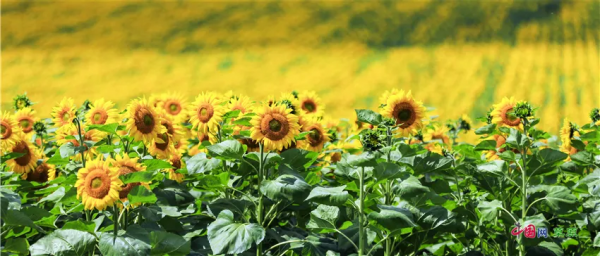 叮!請查收額侖草原秋日畫卷 叮!請查收額侖草原秋日畫卷