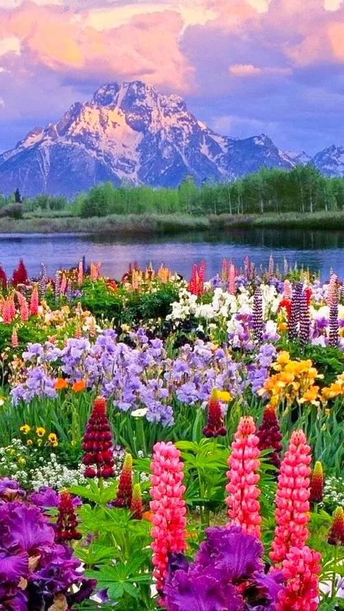 美爆了！！！雪山下的花海