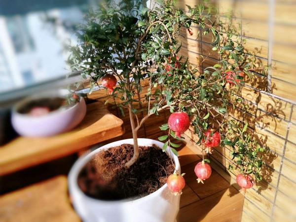 家裡有院子，就種5種“旺宅樹”，觀賞收果兩不誤，吉祥又實用