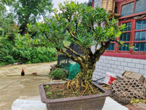 雀舌黃楊盆景的養殖方法和注意事項：沒想象中難，但需要有耐心