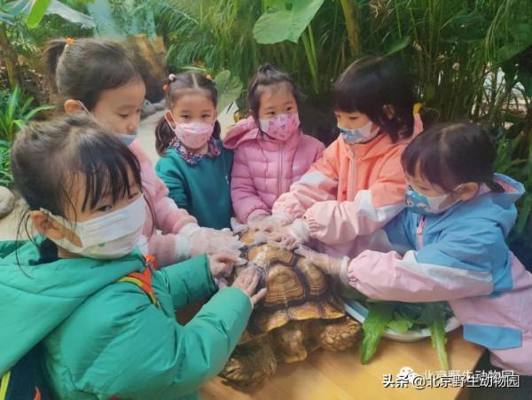 「精彩回顧」小小保育員--蘇卡達陸龜篇