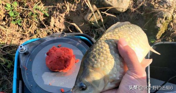 相鄰的兩個釣位，你總比隔壁釣得少，3個方面讓你明白問題出在哪