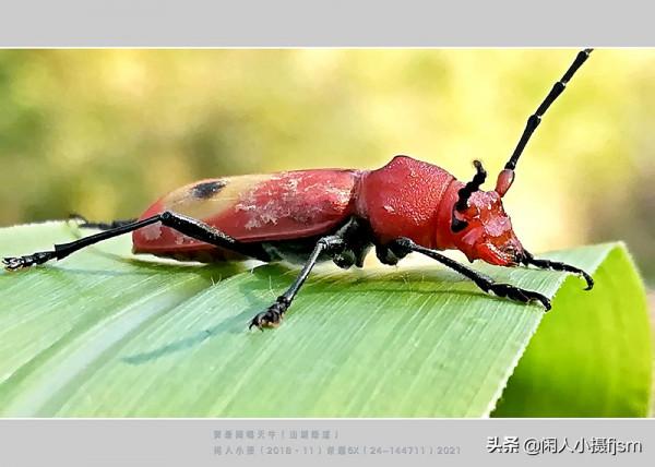 手機昆蟲攝影:天牛,拍攝技巧分享,你見過這幾種天牛嗎? 手機昆蟲攝影:天牛,拍攝技巧分享,你見過這幾種天牛嗎?