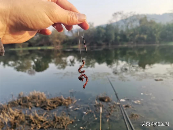 商品餌VS蚯蚓，冬天釣魚到底用什麼餌靠譜？今天說點新鮮的