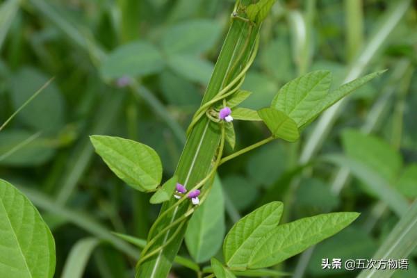 盤點那些原產中國的糧食作物