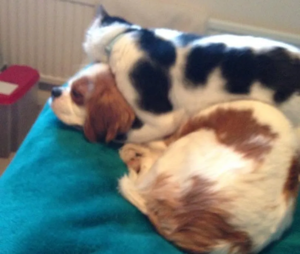 營養不良的貓，憑本事把自己喂成“豬”