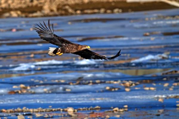 珍稀瀕危物種白尾海雕現身阿壩縣