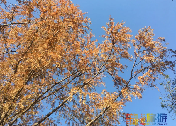 唯美浪漫！京城這個公園的水杉還紅著，錯過等明年~【送年票】