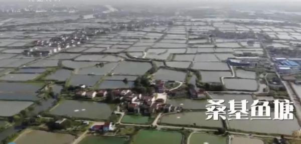 湖州大姐借錢開荒,靠養魚年收入7000萬,帶領周邊漁民共同致富 湖州大姐借錢開荒,靠養魚年收入7000萬,帶領周邊漁民共同致富