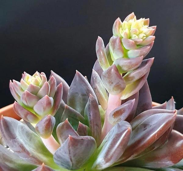 多肉走一波,見證奇妙大自然 多肉走一波,見證奇妙大自然