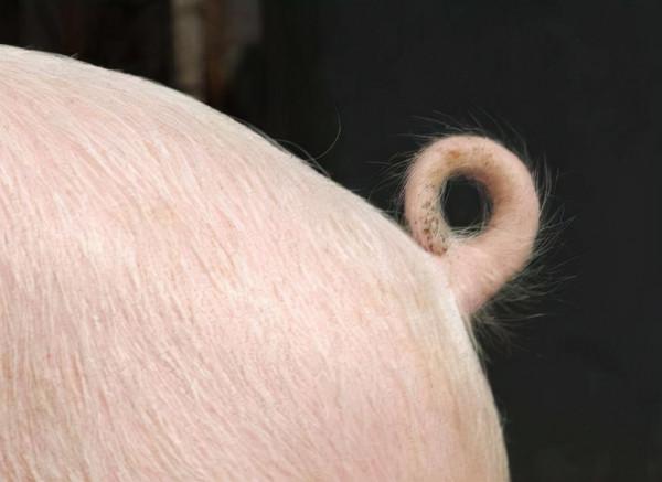 為何現在的豬尾巴又粗又短，小時候卻又長又細？這些年發生了什麼