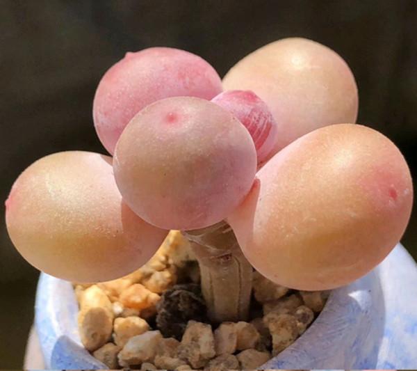 100種常見多肉圖鑑，比花還美，你認識幾種？