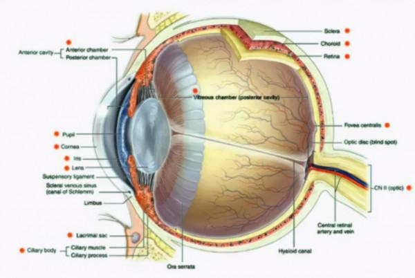 千里之行，始於足下——白內障手術解剖基礎及玻璃體切除相關裝置