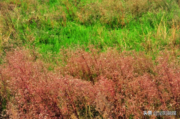 不可思議！已是深秋，月兒灣公園卻如此多彩，恰似夏日還未走遠