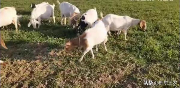 農戶為什麼要讓羊吃小麥苗,這樣的小麥還能高產嗎?看農戶咋說 農戶為什麼要讓羊吃小麥苗,這樣的小麥還能高產嗎?看農戶咋說