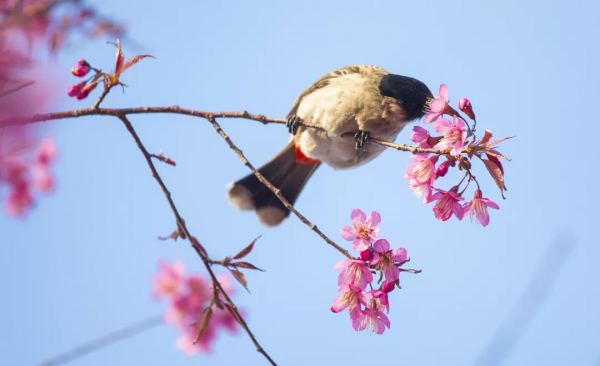 羨慕了！西昌人，你的早櫻美景正在派送中，請接收