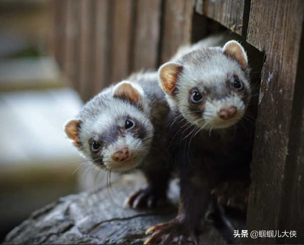 27種動物照片大集合,出生不久的小刺蝟長成這樣,大自然真神奇 27種動物照片大集合,出生不久的小刺蝟長成這樣,大自然真神奇