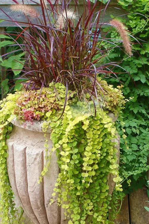 7種最好用的地被植物：豐富花境花園色彩，控制雜草