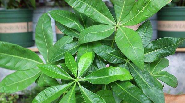 發財樹需要修剪嗎?修剪前需要做什麼準備工作,剪完以後怎麼保養 發財樹需要修剪嗎?修剪前需要做什麼準備工作,剪完以後怎麼保養