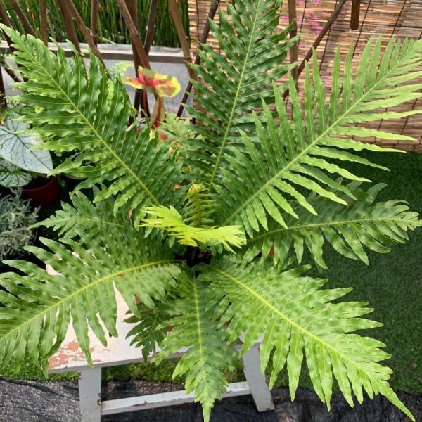 5種“網紅花”,漂亮檔次高,家裡養一盆,富貴又吉利 5種“網紅花”,漂亮檔次高,家裡養一盆,富貴又吉利