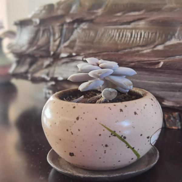 曬曬家裡的小綠植