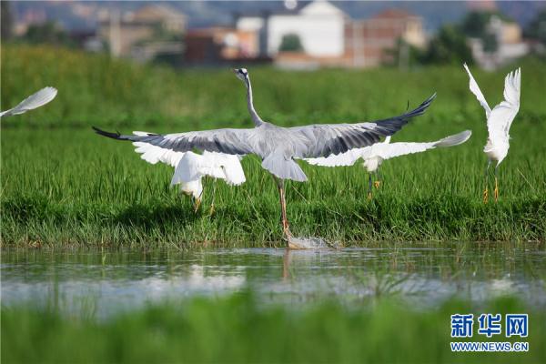 雲南曲靖：鷺舞南盤江