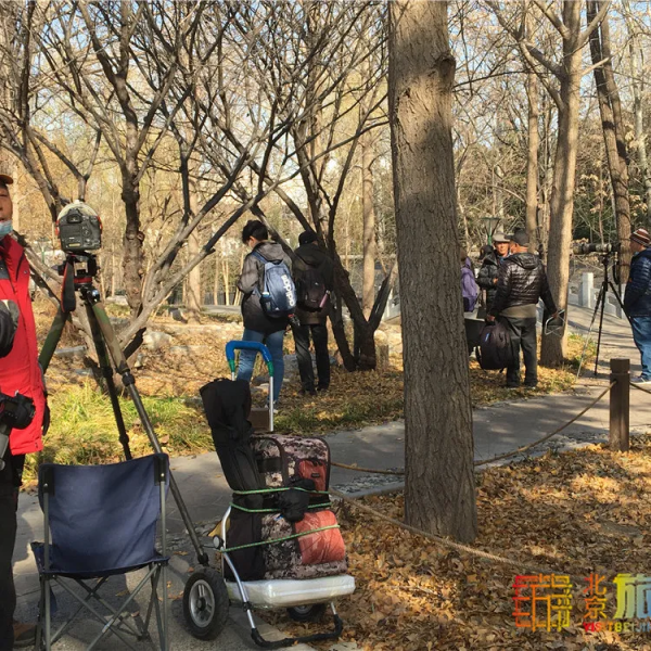 唯美浪漫！京城這個公園的水杉還紅著，錯過等明年~【送年票】
