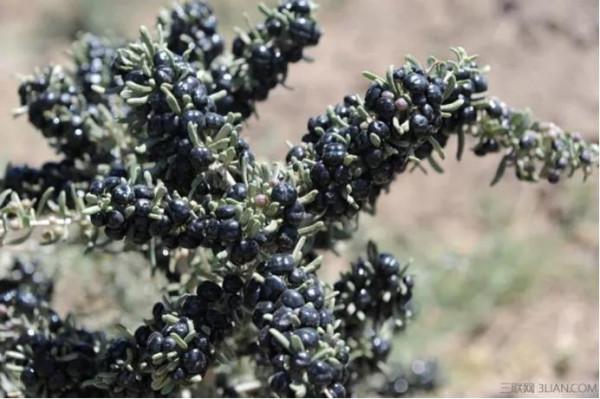 一學就會的致富經為何一做就成“致負經”,原因何在? 一學就會的致富經為何一做就成“致負經”,原因何在?