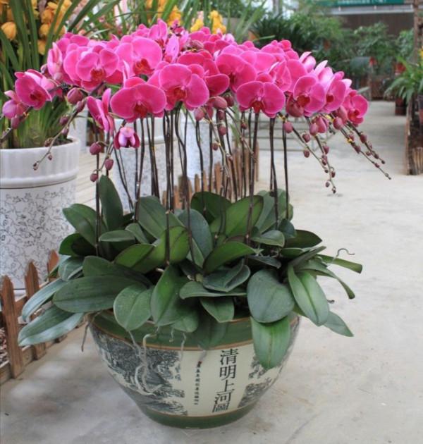 20種年宵花,高階又大氣,吉祥還旺財,現在買最便宜 20種年宵花,高階又大氣,吉祥還旺財,現在買最便宜