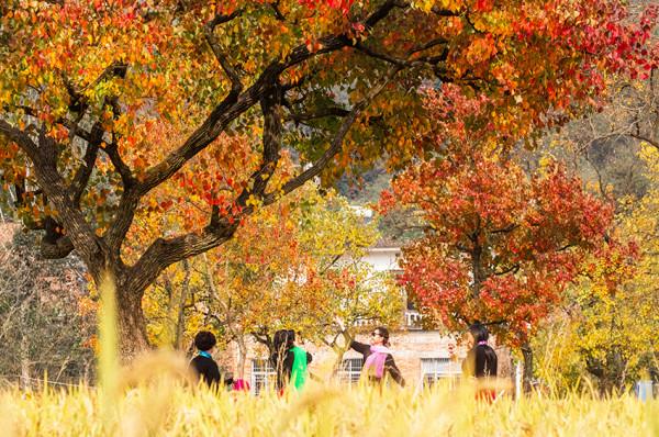 終於等來了!“紅軍村”裡烏桕紅,中國最美烏桕谷裡羅城又熱鬧了 終於等來了!“紅軍村”裡烏桕紅,中國最美烏桕谷裡羅城又熱鬧了
