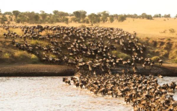 鬣狗愛乾淨?事實上關於鬣狗的這些傳聞都不真實,它們也不是犬科 鬣狗愛乾淨?事實上關於鬣狗的這些傳聞都不真實,它們也不是犬科