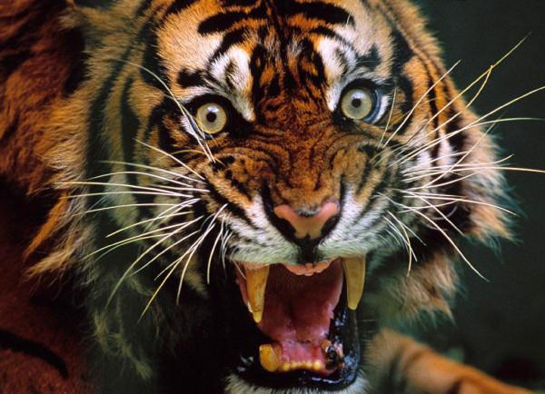 當年放養到非洲大草原的兩隻華南虎，它們後來怎麼樣了？