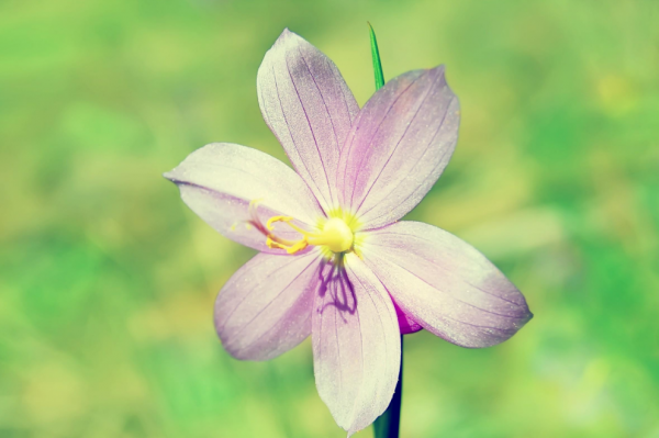 十五天後，4個星座，笑聲不斷，魅力超強，贏得越來越多人的關注